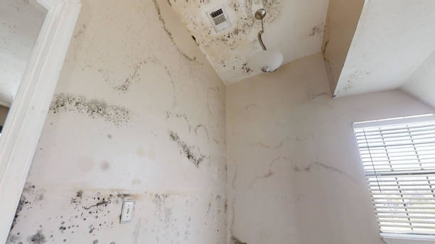 Best Basement Mold Removal  in Wabasso, FL