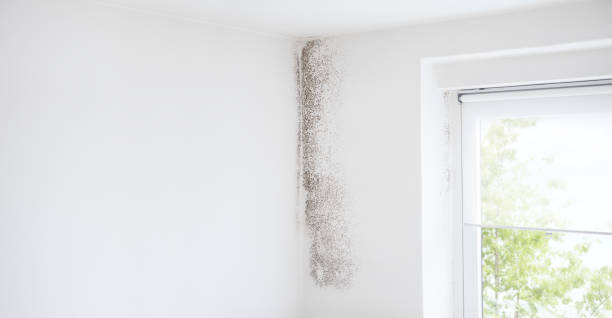 Best Asbestos and Lead Testing During Mold Inspection  in Wabasso, FL