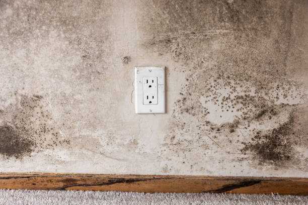 Best Attic Mold Removal  in Wabasso, FL