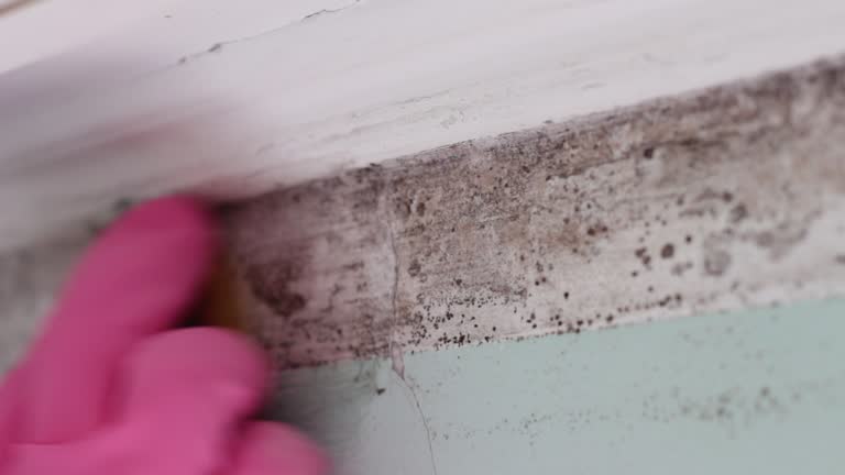 Best Industrial Mold Remediation  in Wabasso, FL